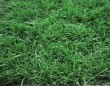 Garden or housing synthetic grass