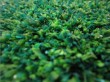 Synthetic grass for garden/decoration