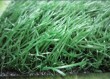 synthetic grass