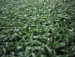 Artificial grass for golf putting green