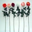 LSF-R-6430  Fresh touch roses