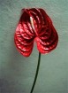 ANT-001-14SET  Anthurium