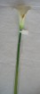 CA-007-28S   calla lilies