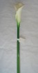 CA-010-25.5S  calla lilies