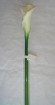 CA-010-25.5S  calla lilies