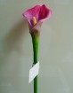 CA-026-15S  calla lilies, calla
