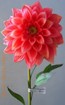 CH-002-30S  Chrysanthemum