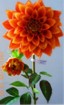 CH-003-32S  Chrysanthemum