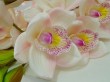 CY-013-34S  Cymbidium orchid