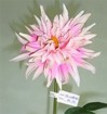 DA-003A1-30S Dahlia mum