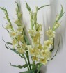 GL-001-43S  Gladiolus