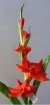 GL-002-40S  Gladiolus
