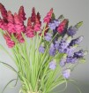 HY-002-14B  Hyacinthus