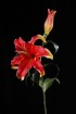 RL-017-37S  Large tiger lilies