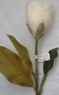 MA-006-31S  middle size magnolia