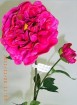 PE-016-28S   Peony Spray