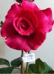 RO-008A5-32S   Big head rose