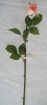 RO-010-32S   Rose bud