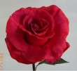 RO-0110-32S   Big head rose