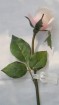 RO-023-14S   Rose bud