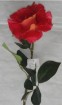 RO-032-32S   Rose