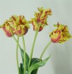 TU-007-31S   tulips