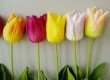 TU-061-26.5S     Tulips