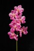 VO-001F1-29S   Vanda Orchid