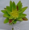 WL-003-28S     Water lily