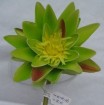 WL-003-28S     Water lily