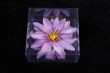 WL-005-8BX    Water lilies box