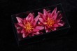 WL-024-9.5BX    water lilies box