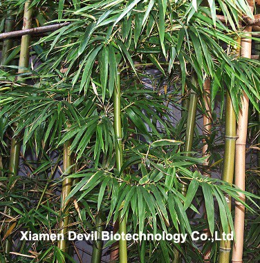 Bamboo leaf extract