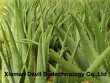 Aloe Vera Extract