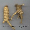 American Ginseng root extract