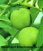 English Walnut Seed Extract