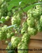 Hops Extract