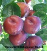 Jujube Extract