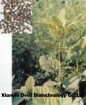 Psoralea corylifolia Extract