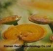 Reishi Mushroom Extract