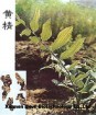 Rhizoma Polygonati extract