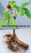 Siberian Ginseng Extract