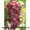 Grape Seed Extract