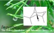 ALPHA-PINENE (PINENE)