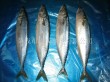 China Frozen mackerel Pike
