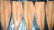 Frozen mackerel pike sheet