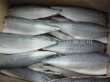 Frozen mackerel pike sheet
