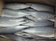 Large supply of frozen mackerel