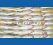Large supply of frozen yellow croaker