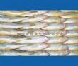 Wholesale frozen yellow croaker